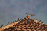 Roof with Pigeons
