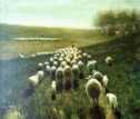 כבשים במרעה