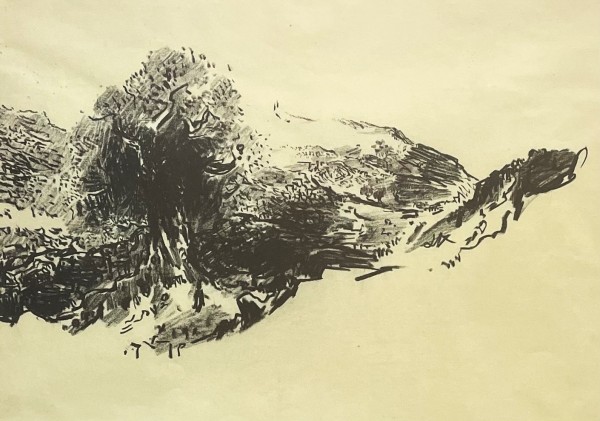 Olive tree in the Jerusalem mountains,