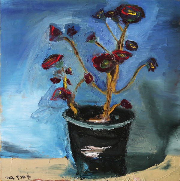 צמח הסוקולנט, 2017