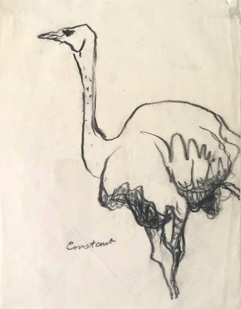Ostrich