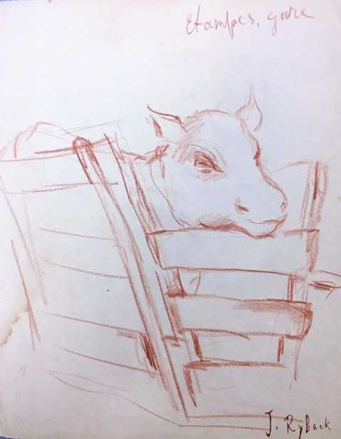 Cow