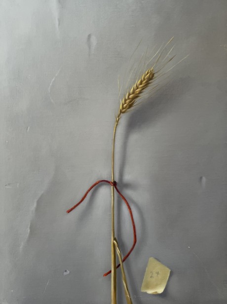 Shibboleth 27, 2015-2022