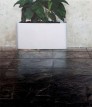 Plant, 2016