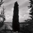 ברוש, 1995
