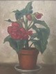 Rosr pot,
