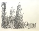 in the garden of Mishkenot, 1978